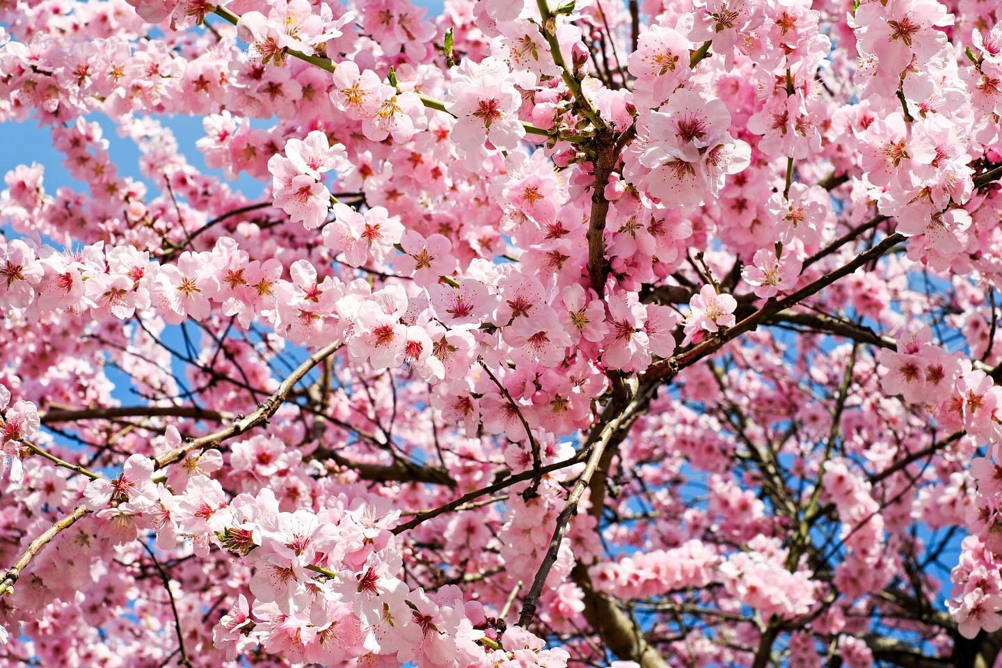 年度末~年度はじめってなんでこんなにも忙しいんでしょうか…。
桜が満開を迎えたことにも気づかず、我に返ったときはもうすっかり散ってしまいました😭
でも、移動中にちょっとだけ満開の桜が見れたよ~!😆🌸
やっぱり桜っていいですよねぇ。
日本に生まれてよかったぁって毎年思っています🔅
ほんとはこの時期はいつも住人さんたちとお花見三昧なのですが、今年はわたしが忙しすぎて参加できずでした💦
桜の下でビール飲みたかったなぁ😱
来年は夜桜もしっかり見に行きたいと思います◎
wabi_sabi_house__official
Wabi Sabi House Jiyugaoka
わびさびハウス自由ヶ丘
✨️待望の空室です!!✨️
自由ヶ丘にたたずむデザイナーズシェアハウス♬
詳しくはVR内覧へGo!!!!
https://www.wabisabihouse.jp/houses/jiyugaoka/
お問い合わせはこちら
https://www.wabisabihouse.jp/contact/
#リノベーション, #新規入居キャンペーン, #フリーレント #シェアハウス #国際交流 #東京 #留学 #仲間 #sharehouse #welcomeparty #farewellparty #異業種交流 #coliving #innovation #わびさびハウス中野富士見町 #自由が丘 #自分磨き #自分探し #国内留学 #わびさびハウス #わびさびハウス自由が丘 #わびさびハウスoff中野 #わびさびハウスoff中野アネックス #わびさびハウスoff自由が丘 #暮らし #学び,