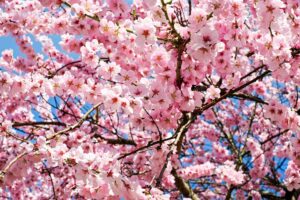 日本の春